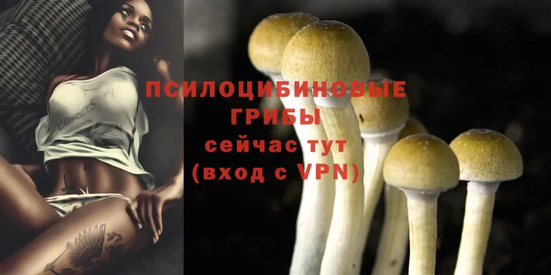 Псилоцибиновые грибы Psilocybe  kraken сайт  Пятигорск 